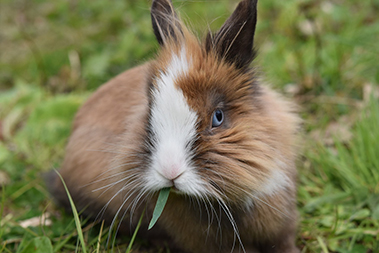 9ef9287b9e1eef90d62eac68f6c1bb53_rabbit-4143080_1280.jpg