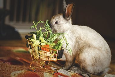 dwarf-rabbit-4845651_1280.jpg
