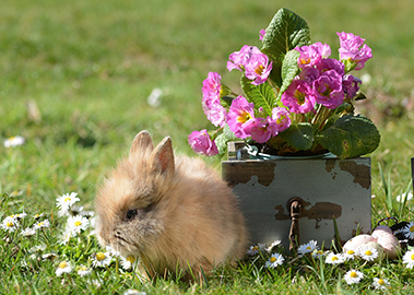 rabbit-4123027_1280.jpg